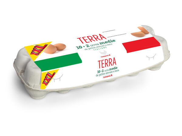 Medium-Size Barn Eggs