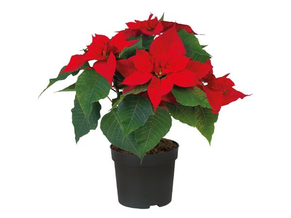 Medium Poinsettia