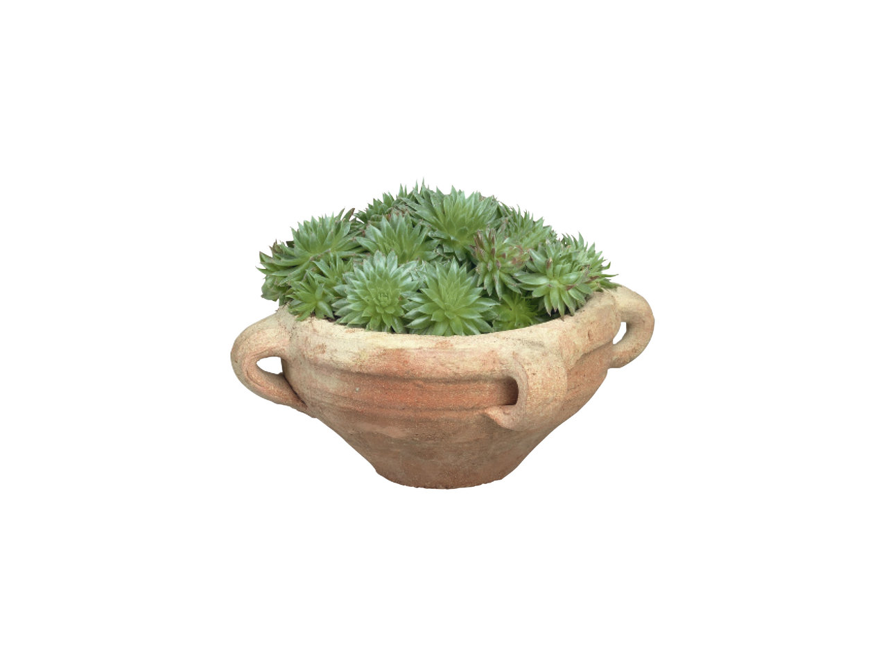 Vetplanten in stenen pot