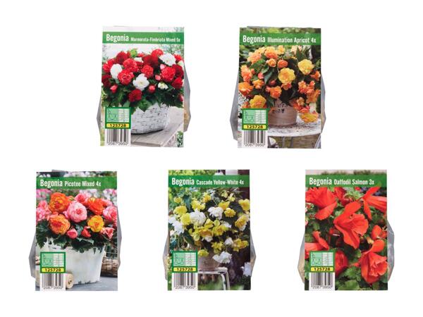 Bulbes de fleurs "bégonias"