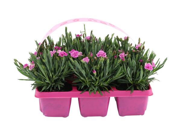 Dianthus