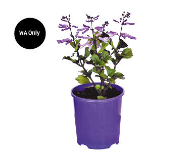 Lavender 130mm