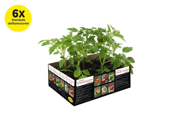 Tomatplantor mix