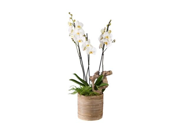 Orkidesammenplantning