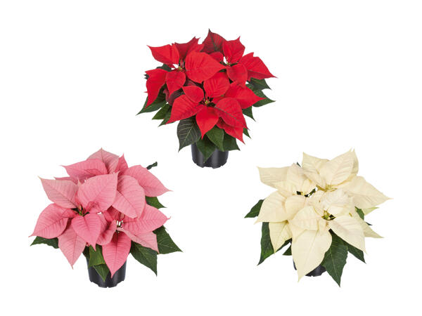 Poinsettia à plusieurs branches