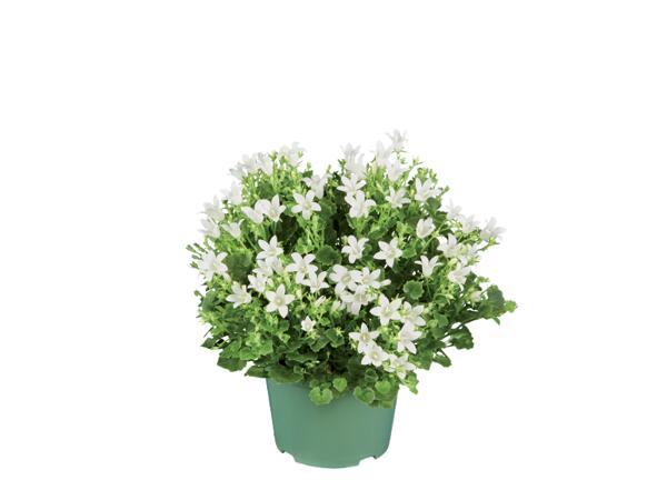 Bellflower