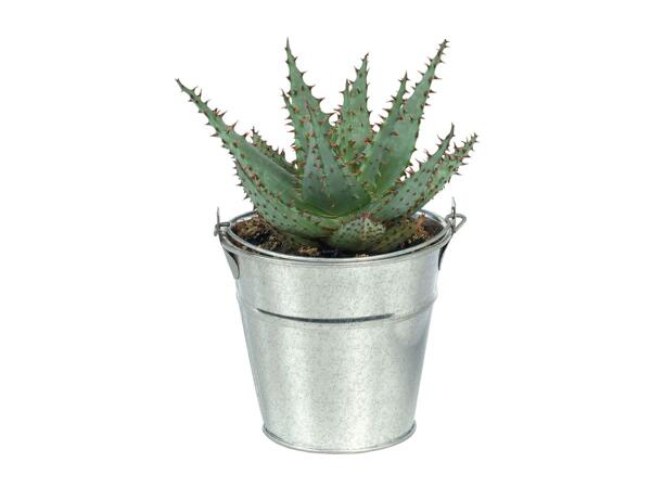 Cacti & Succulents in Zinc Bucket