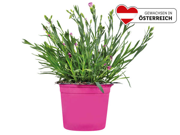 Dianthus Nelke „Pink Kisses"