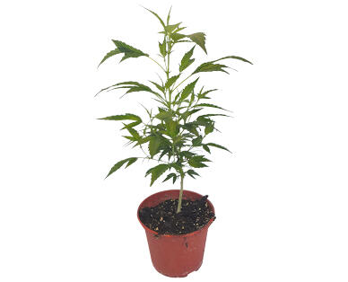 CBD PFLANZE