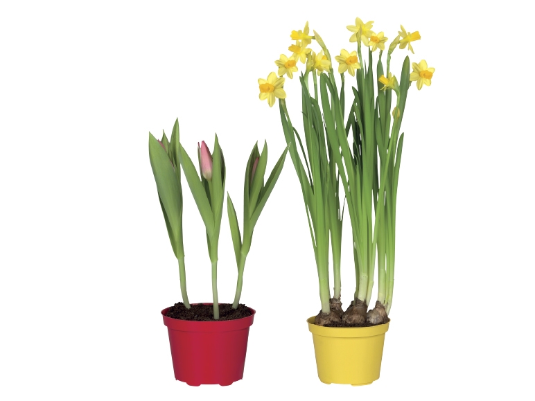 Bulbs in Colourful Pot