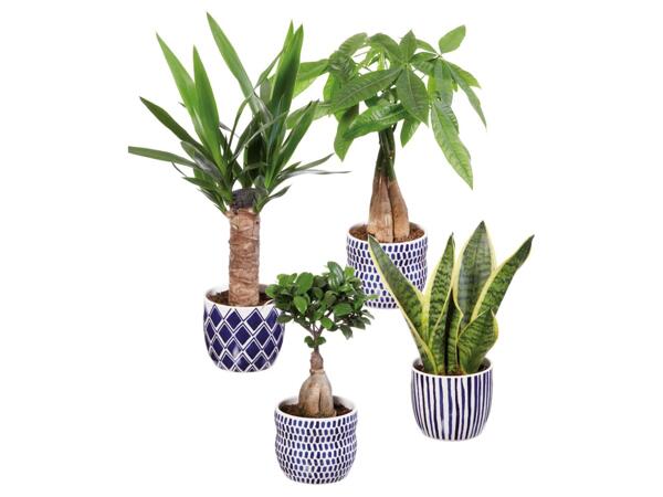 Green plants