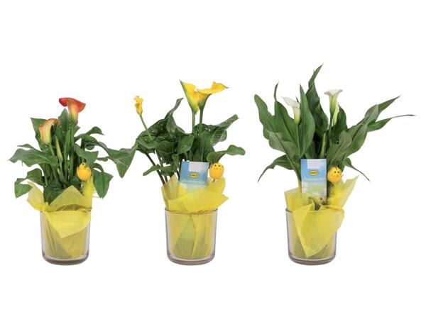 Calla
