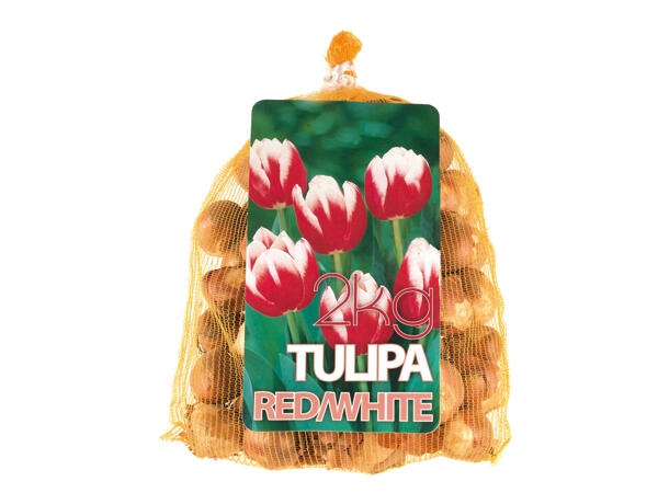 Bulbes de tulipes