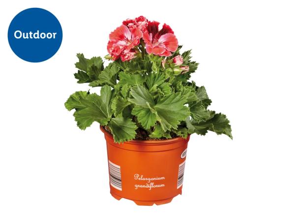 Geranium Grandiflorum