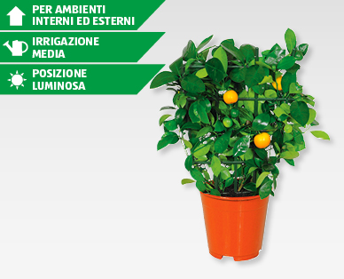 Calamondino
