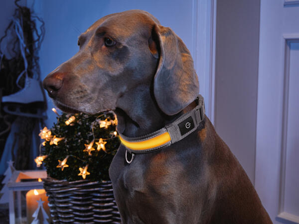 LED-Hundehalsband