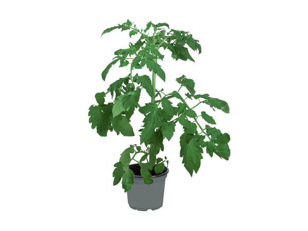 Plants de légumes