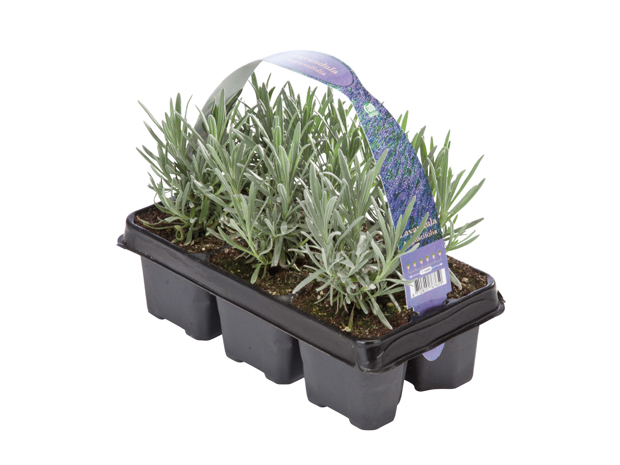 Lavender1