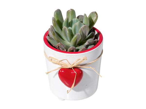 Mini Succulent