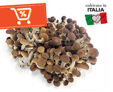 I COLORI DEL SAPORE 
 Funghi pioppini 250 g