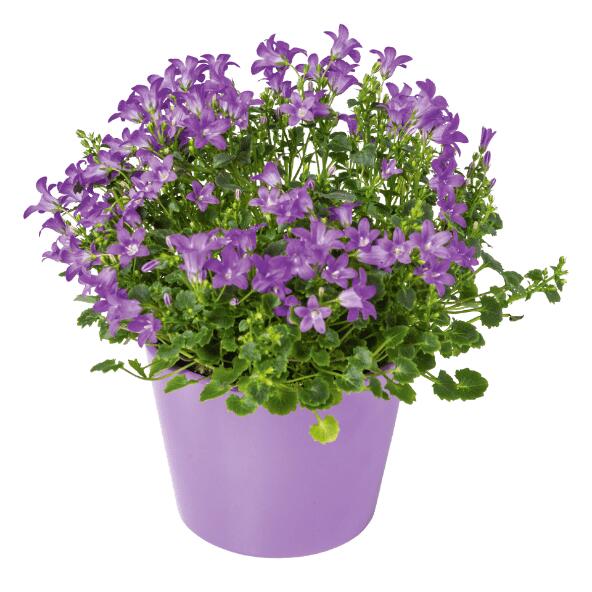 Campanule