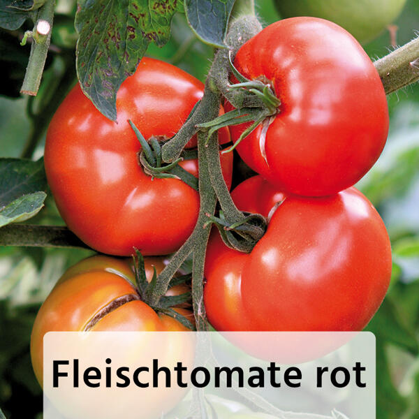 Mediterrane Tomaten
