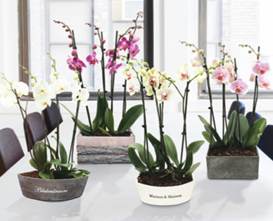 Orchideen-Arrangement