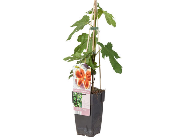 Ficus Carica (Feige)