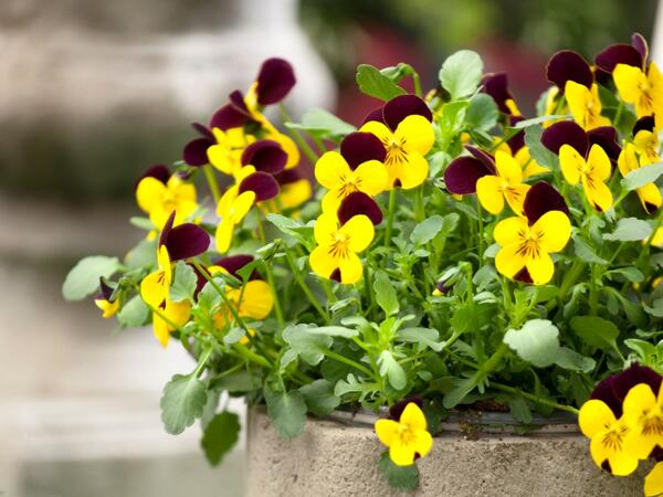 Forårsblomster i skål