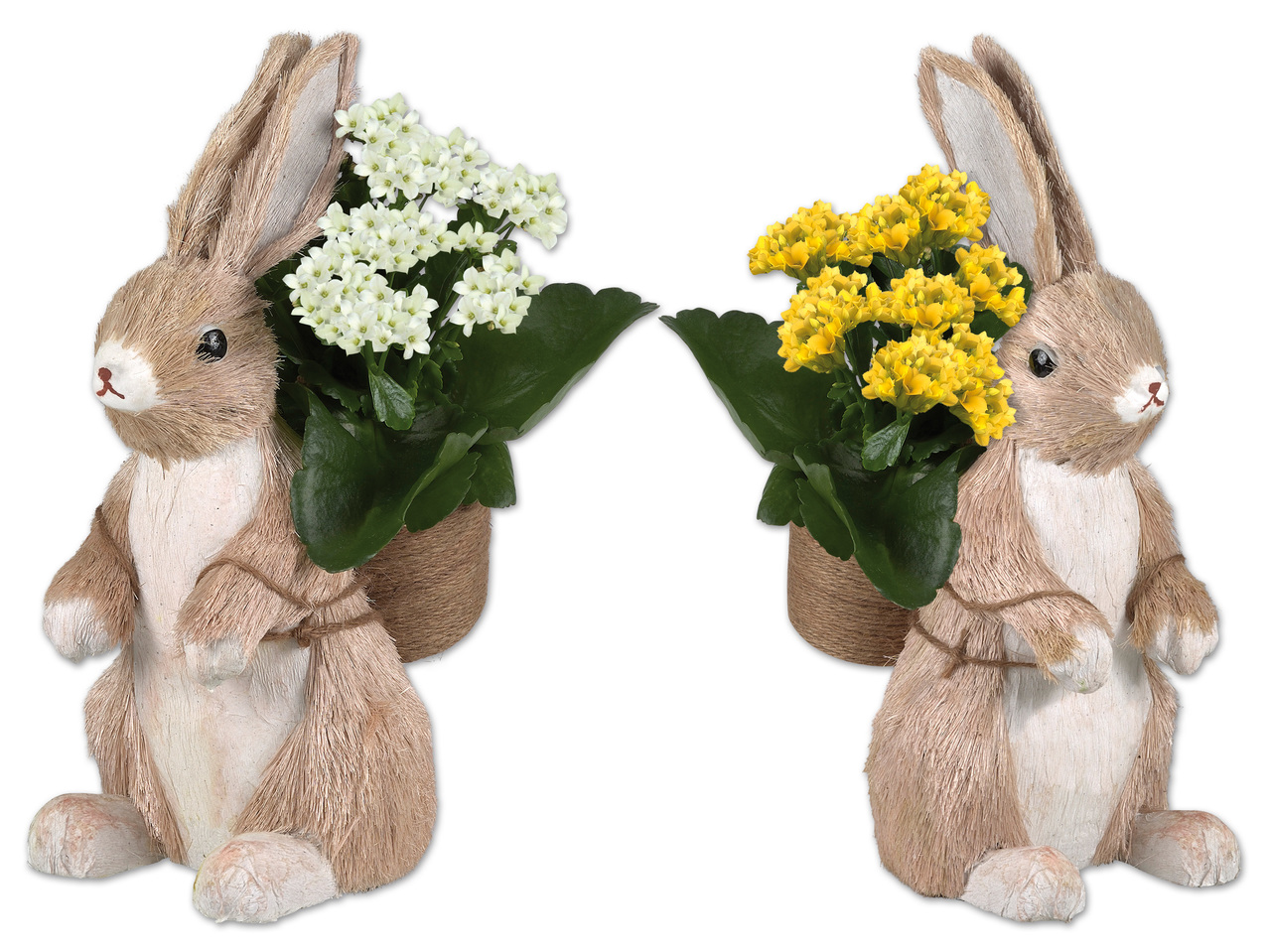 Osterhase mit Kalanchoe