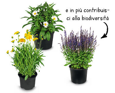 PIANTE PERENNI GRADITE ALLE API