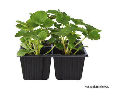 Seedlings 4pk