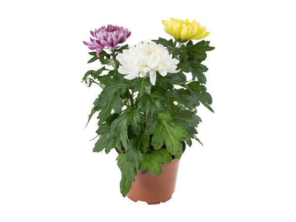 Chrysantemum