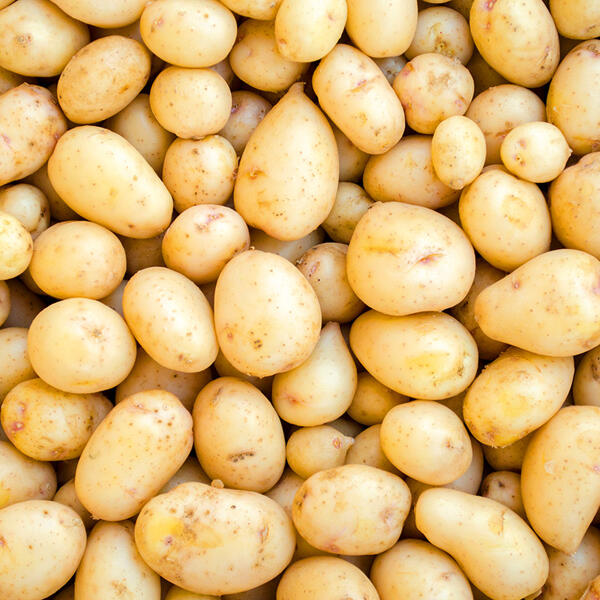 Premium Speisekartoffeln