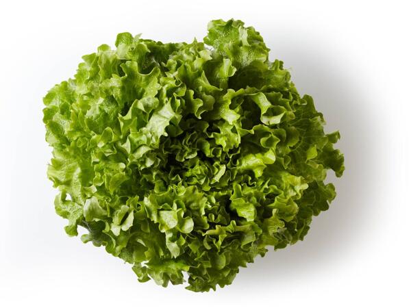 Gentile Lettuce