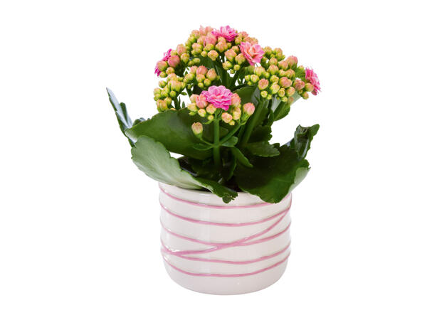 Mini Flowering Plants