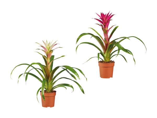 Bromelia
