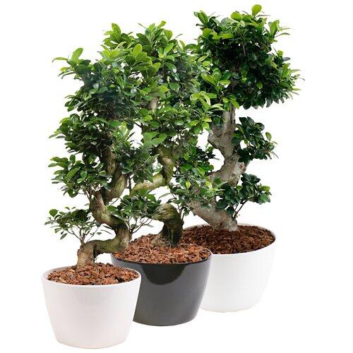 GARDENLINE Bonsai gigante in ciotola V28cm