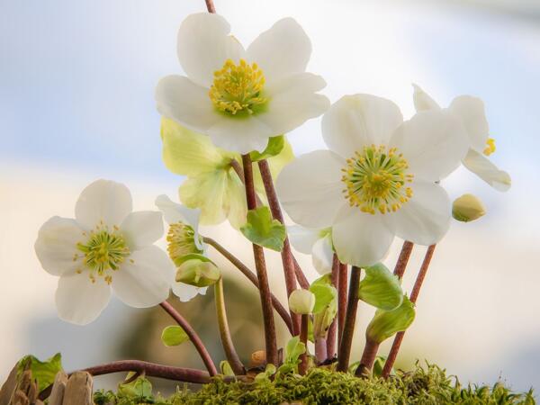 Christmas Rose