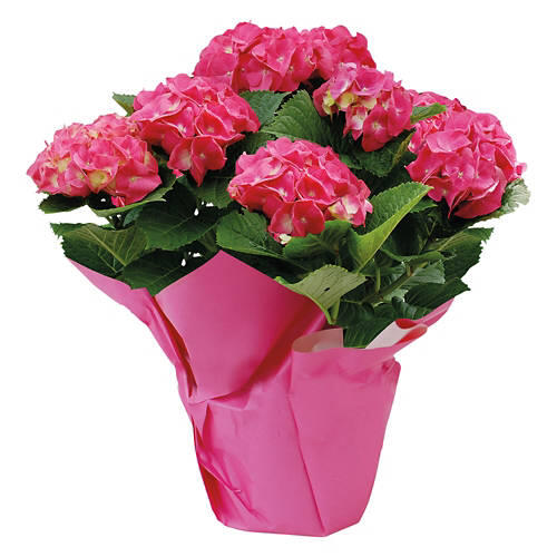 6" Hydrangea Indoor Plant - Assorted Color