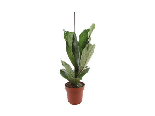 Violin Ficus