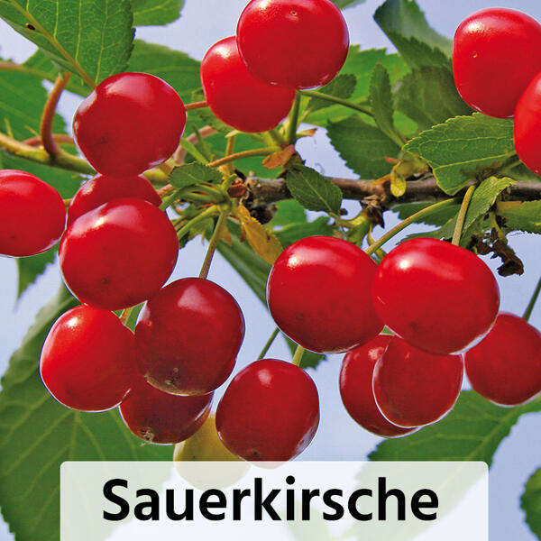 Zwergobstbaum