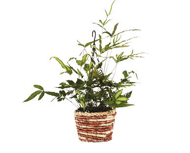 Hanging Basket with Ferns