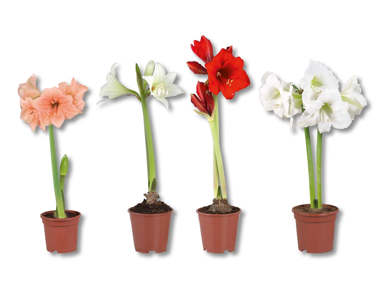 Amaryllis 2 tiges