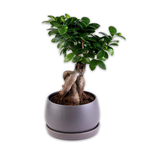 Bonsai in der Schale