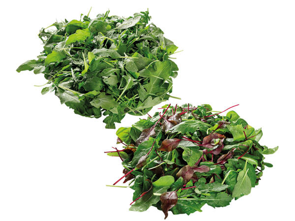 Mix-Salat oder Rucola