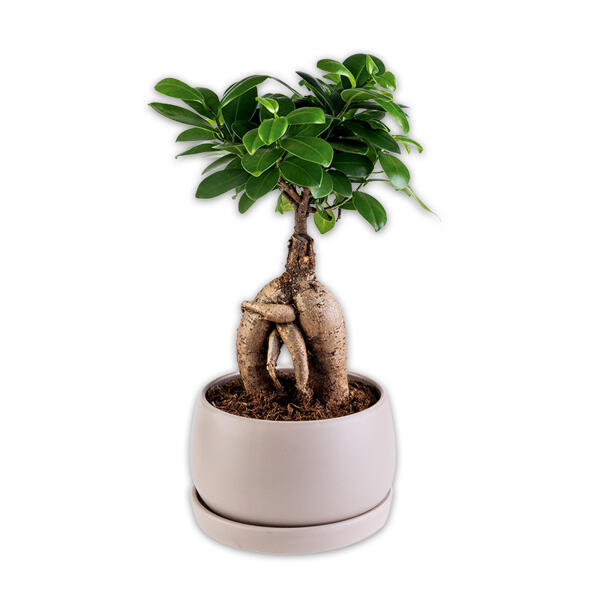 Bonsai in der Schale