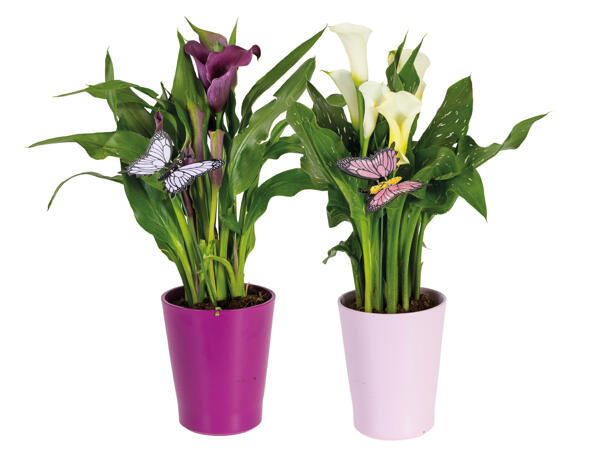 Calla