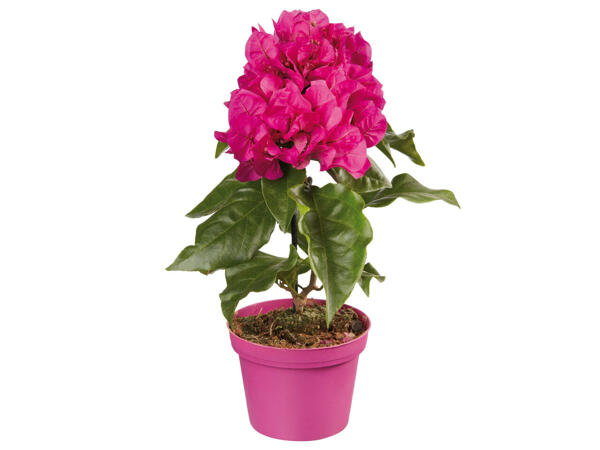Bougainvillea (Drillingsblumen)