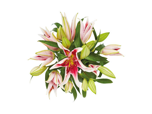 Oriental Lilies1